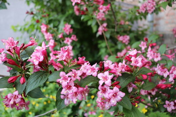 in the garden are blooming weigela florida