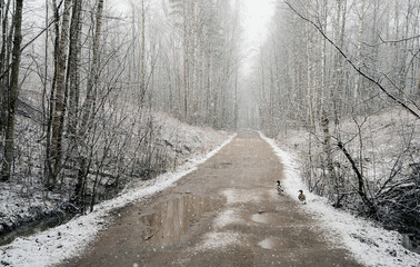 Heavy snow falls on the road in the spring.Vsevolozhsk. Leningrad region.