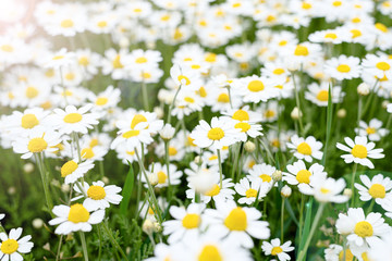 Glade of blooming chamomile or daisies. Beautiful summer meadow with camomiles. Floral background. Selective focus.