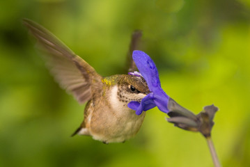 hummingbird feeding on purple sage blossoms. Young male.  eye of animal 
