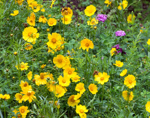 Yellow and purple wildflowers in a green field.