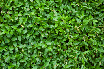 Fototapeta na wymiar green leaves in garden