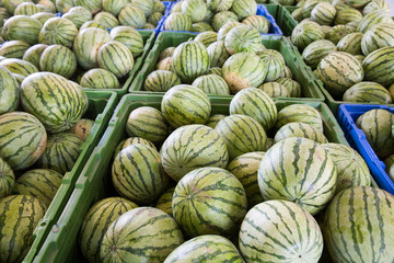 Fototapeta na wymiar Many big sweet green watermelons