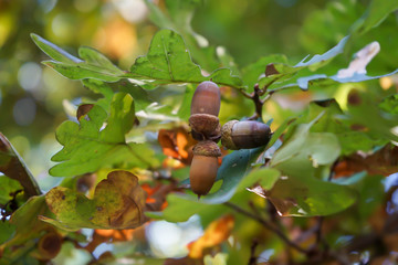 Acorns and oak leaves - closeup picture. Autumn canadian forest - Vancouver