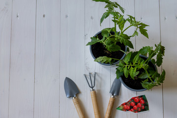 Growing plants. Food Germination newborn sprouts. Plant tomatoes. Young sprouts on a white wooden background. Gardening tools. Flat lay