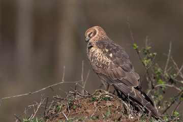 Hen Harrier (Circus cyaneus) bird in the natural habitat.