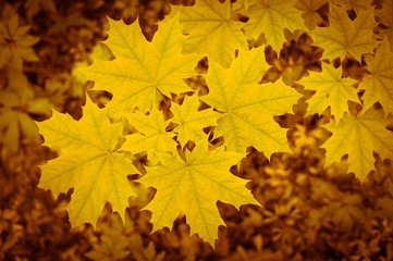 Yellow maple leaves on a young tree against the forest canopy. Natural background