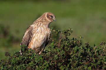 Hen Harrier (Circus cyaneus) bird in the natural habitat.