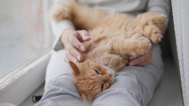 Woman is stroking cute ginger cat on windowsill. Fluffy pet purring with pleasure. Cozy home.