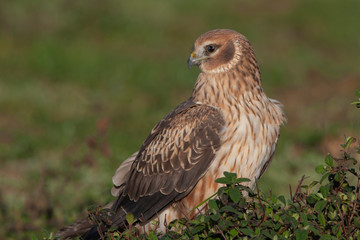 Hen Harrier (Circus cyaneus) bird in the natural habitat.