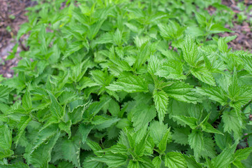Nettle Bush with bright green leaves in spring in uniform lighting. Natural background