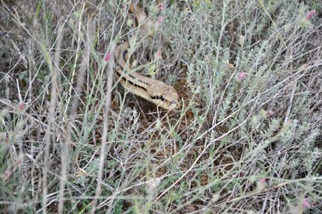 Red quatorlineata quatorlineata. Portrait of a snake in the wild