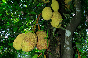 Fresh jack fruit isolated on jack tree