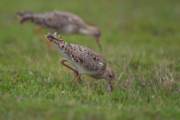 Ruff (Philomachus pugnax) bird in the natural habitat.