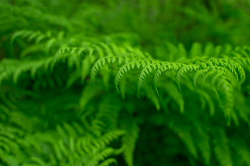 Green fern branch close-up with uniform lighting. Natural background.