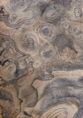 a detailed image of a section of walnut root