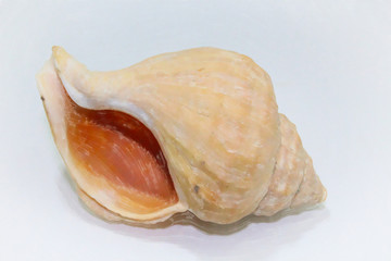 Old sea shell isolated on white background.