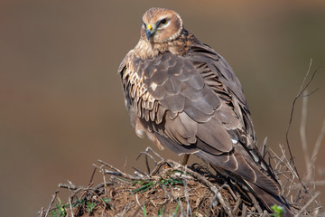 Hen Harrier (Circus cyaneus) bird in the natural habitat.