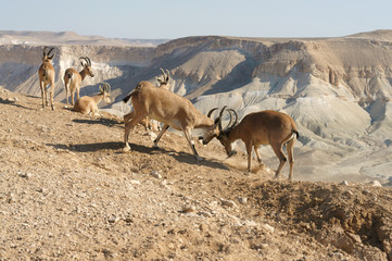 Battle of young Nubian ibexes (Capra nubiana sinaitica) in Negev desert of southern Israel. Hot Summer