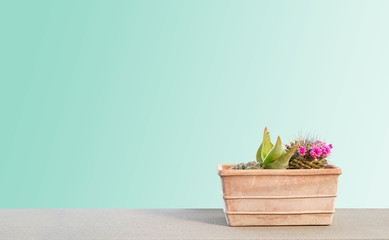 Cactus pot on wood table, pastel blue background. trendy summer concept, banner background with copy space. Light at the top left, vintage 