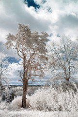 Obraz na płótnie Canvas Infrared photography. Surreal landscape, amazing, beautiful trees under a fantastic sky, our beautiful world in the range of infrared camera.