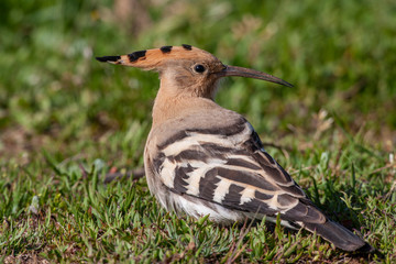 Eurasian Hoopoe (Upupa epops) bird in the natural habitat.