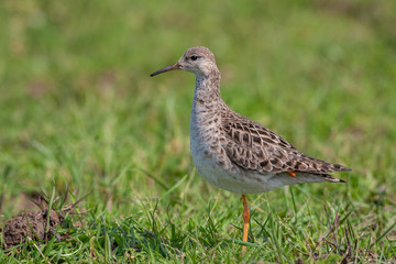Ruff (Philomachus pugnax) bird in the natural habitat.