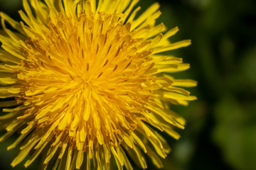 Dandelion close-up is located on the left in the photo.