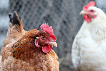 Chickens on the farm, selective focus. Poultry concept, portrait of angry brown hen