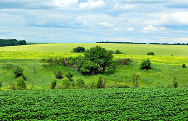 Fototapeta na wymiar Summer landscape with fields under the blue sky.