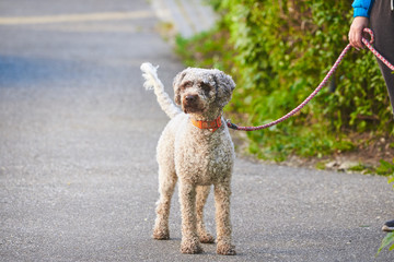 Dog walking in a leash (Lagotto romagnolo)