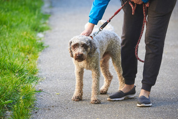 Dog walking in a leash (Lagotto romagnolo)