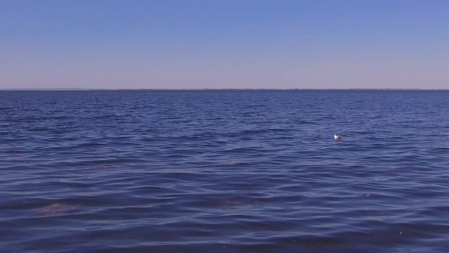 A Seagull bobs on the waves