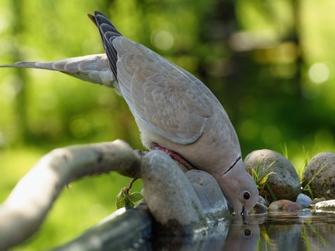 Turtledove, Collared-Dove , Streptopelia decaocto drinking water from bird's waterhole. 