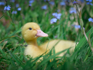 Little yellow duckling in dense green grass with forget-me-not flowers