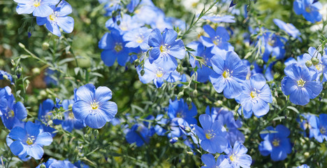 Gemeiner Lein oder Hellblau Saat-Lein(Linum usitatissimum)