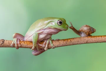 Zelfklevend Fotobehang Story about friendship of tree frog and snail © lessysebastian