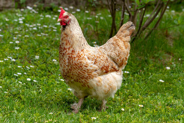 Hen standing in a grassy paddock.