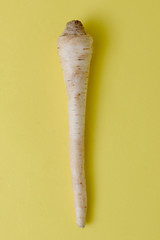 Parsnip isolated on yellow background