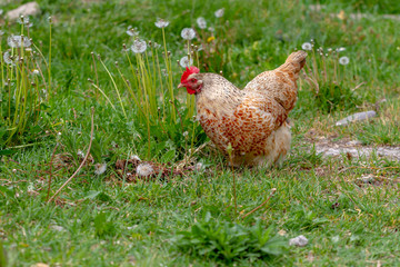 Chicken walking in a grassy paddock.