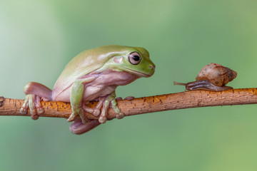 Story about friendship of tree frog and snail © lessysebastian