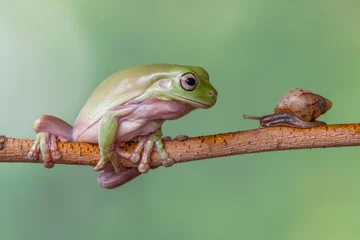 Deurstickers Story about friendship of tree frog and snail © lessysebastian