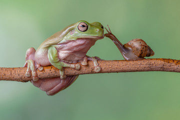 Story about friendship of tree frog and snail