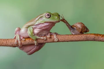 Rolgordijnen Story about friendship of tree frog and snail © lessysebastian