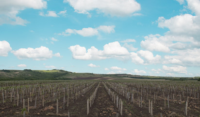 Fototapeta na wymiar Young vineyard in spring, long rows of vines with columns on a background of blue sky and white clouds