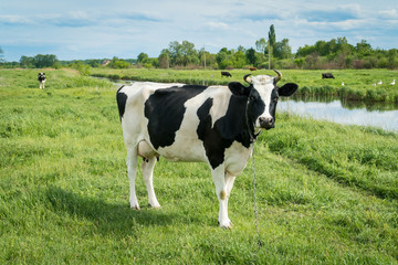 Free range milk cow on a pasture.