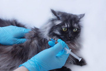 veterinary clinic, cat given injection