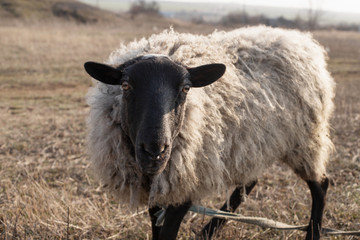 
A gray-black sheep grazes in the field