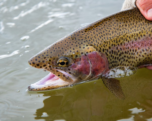 Releasing a wild Rainbow trout back into the river;