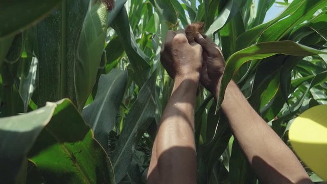 corn silage. Corn Maize Agriculture Nature Field.  corn silage